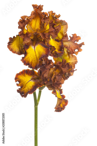 Fototapeta Naklejka Na Ścianę i Meble -  iris flower isolated
