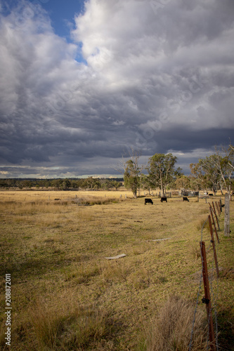Fototapeta Naklejka Na Ścianę i Meble -  Large stormy clouds over a field of cattle in Stanthorpe, Queensland, Australia