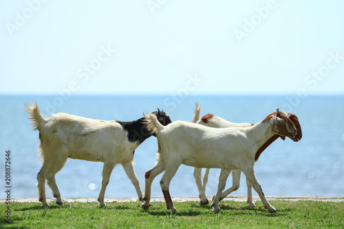 Fototapeta Naklejka Na Ścianę i Meble -  Goats eating grass, Goat on a pasture