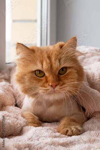 Beautiful ginger long-haired cat groomed with haircut under a soft pink blanket, front view.