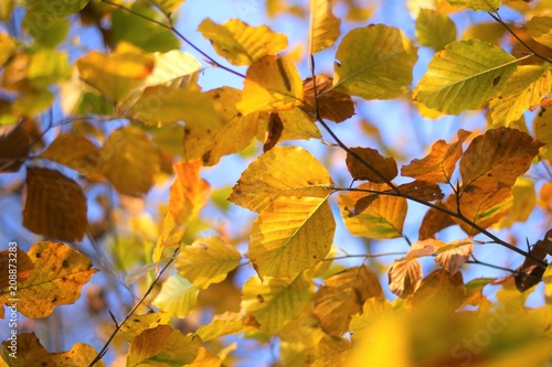 Blättergold Herbstfarben