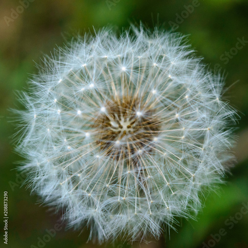 dandelion