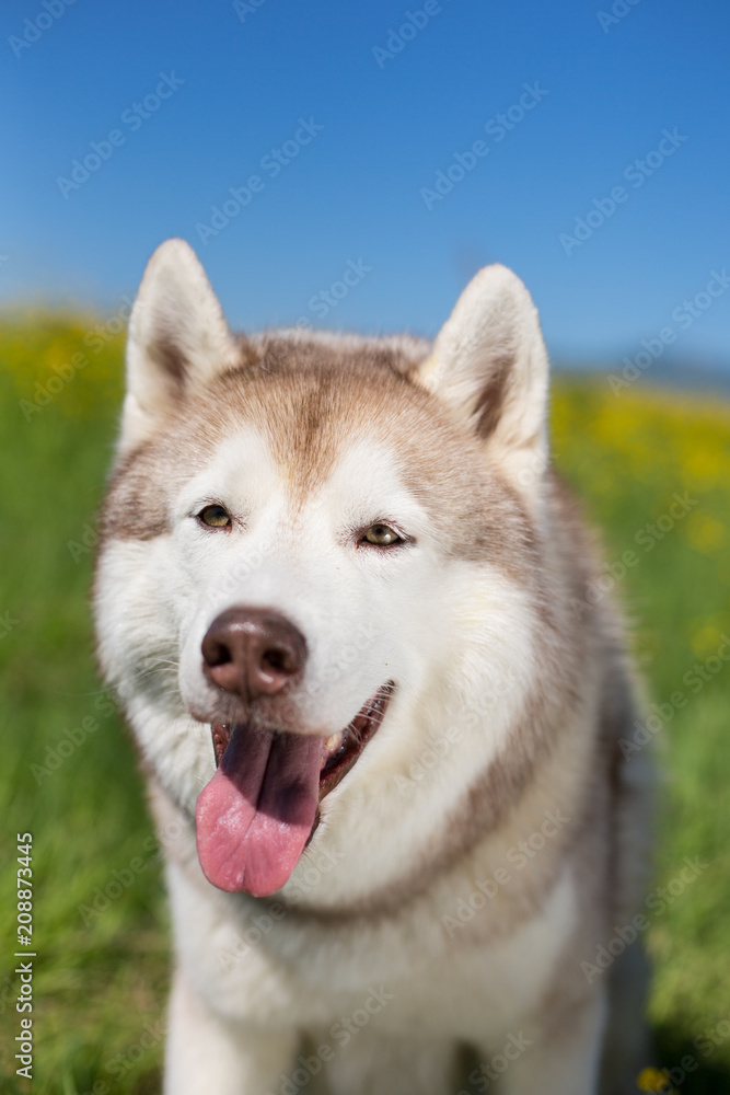 Portrait of A lovely beige and white dog breed siberian husky lying in the buttercup field in summer. Close-up of friendly Siberian husky is in grass and flowers on blue sky background