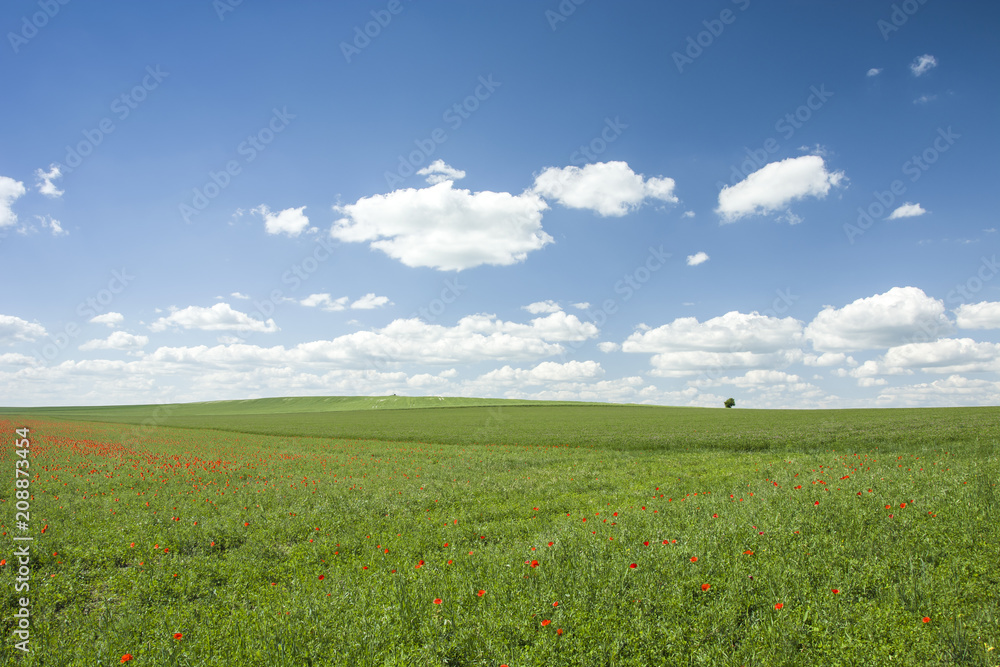 Green fields with red poppies and white clouds in the sky