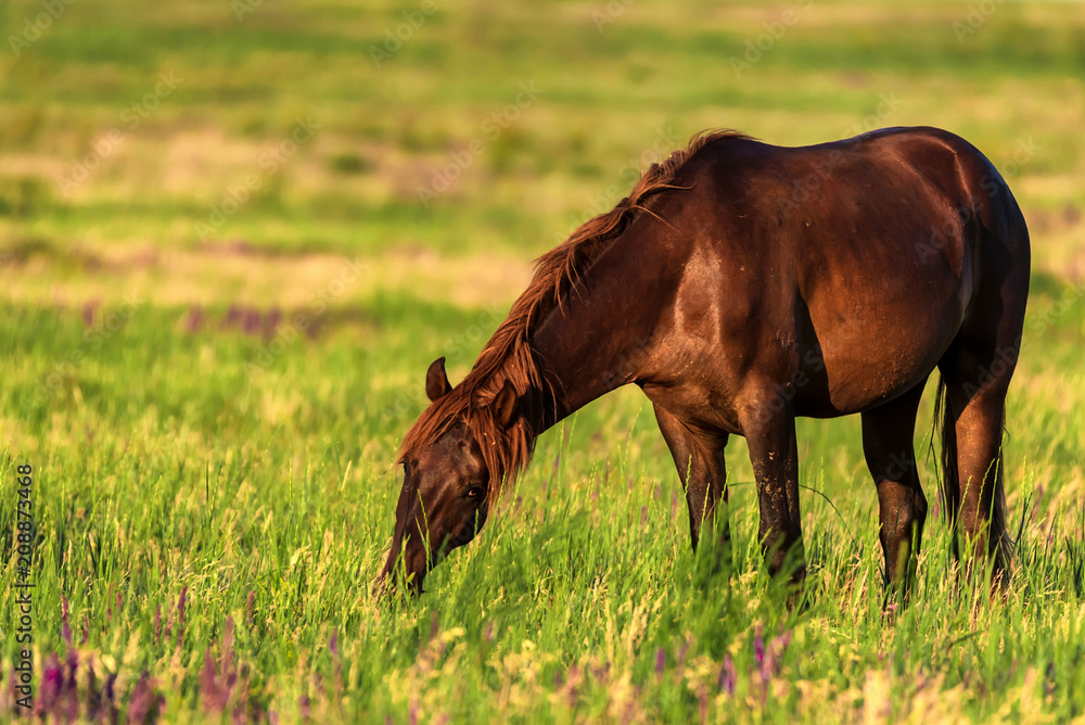 Wild horse grazes in the sunlit meadow Wild horse grazes in the sunlit meadow