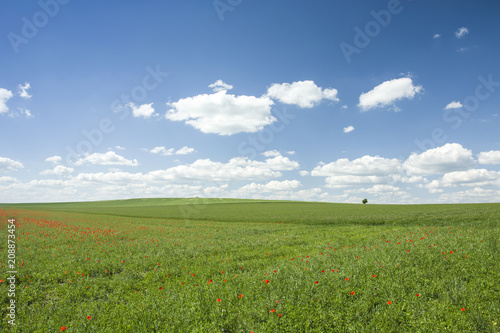Green fields with red poppies and white clouds in the sky