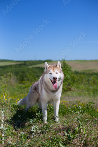 Portrait of A beige and white dog breed siberian husky standing in the field in summer. Image of Siberian husky is in beautiful grass and flowers on blue sky background
