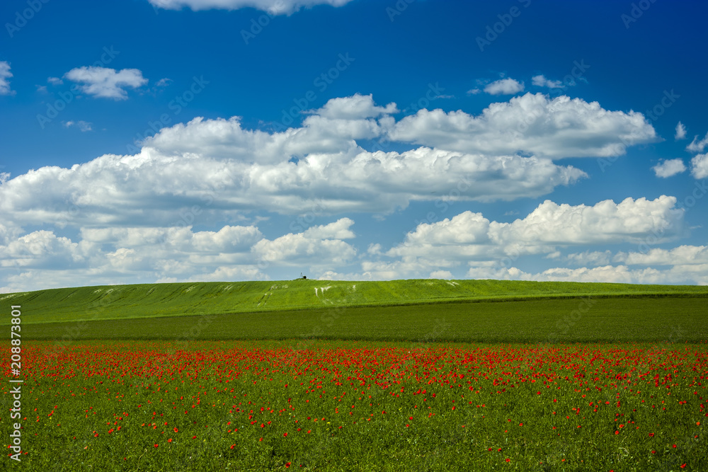 Poppy on a green field and blue sky