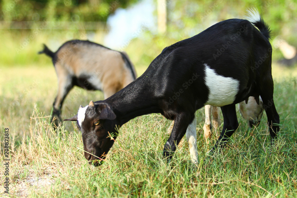 Goats eating grass, Goat on a pasture Goats eating grass, Goat on a pasture
