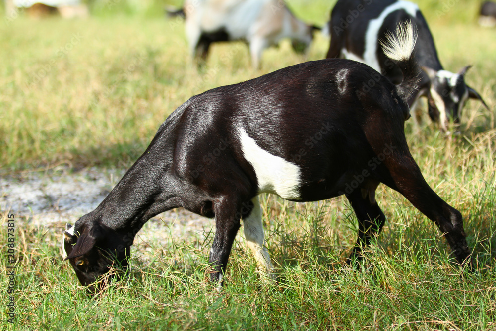 Goats eating grass, Goat on a pasture Goats eating grass, Goat on a pasture