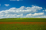 Poppy on a green field and blue sky