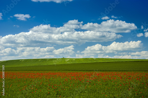 Poppy on a green field and blue sky