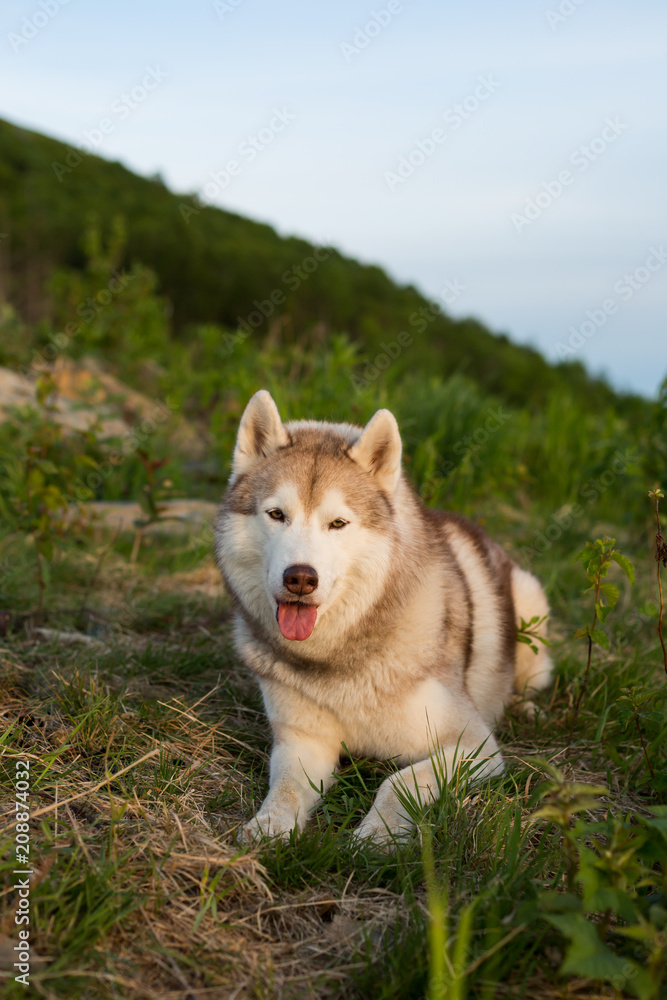 Image of free and prideful beige and white Siberian Husky dog lying on the hill in the green grass at sunset on mountain bckground
