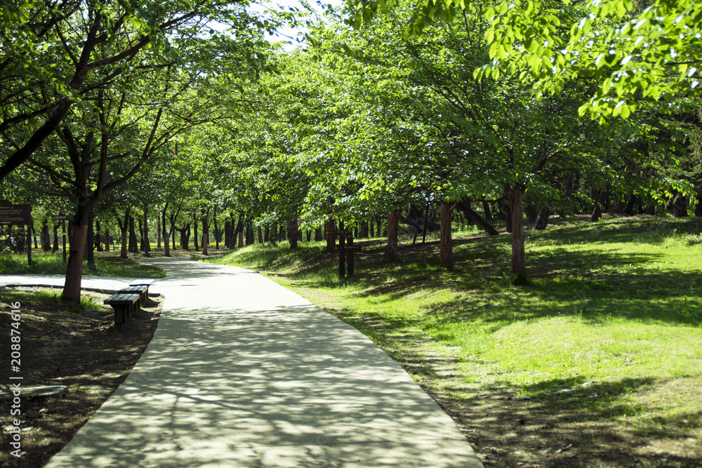 park forest walk