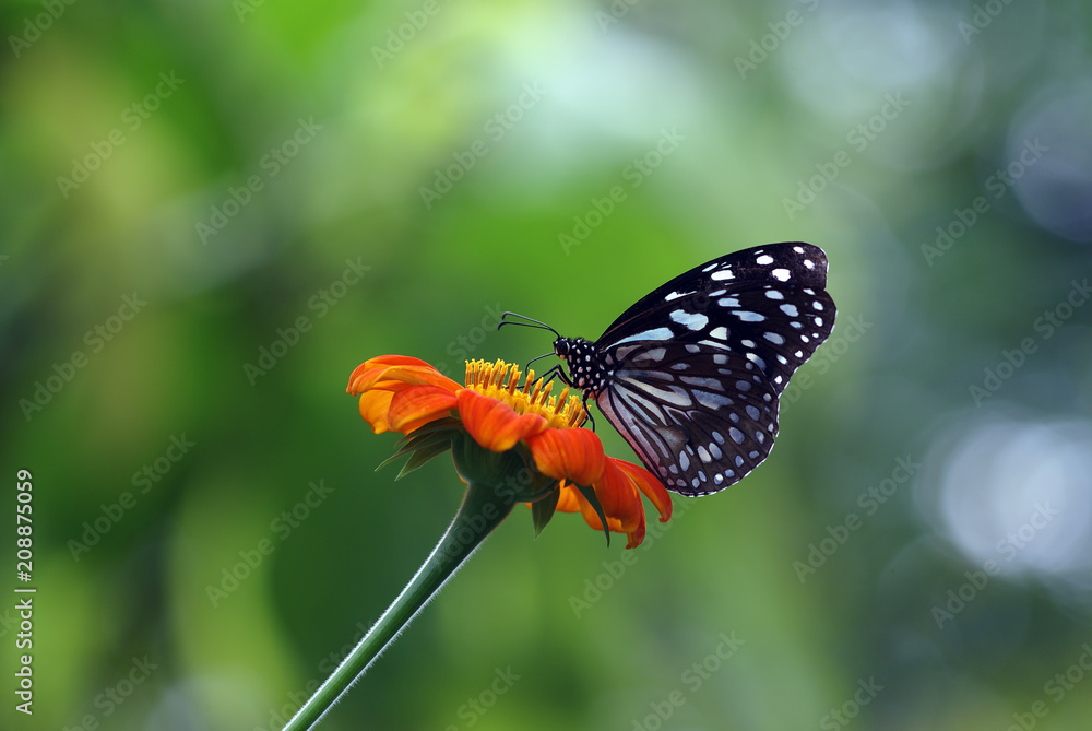 butterfly and flower in the nature butterfly and flower in the nature