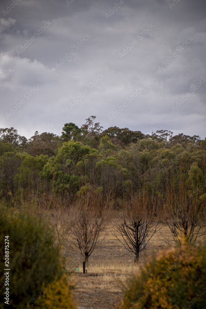 Dry, drought conditions and landscape in Stanthorpe on a stormy afternoon