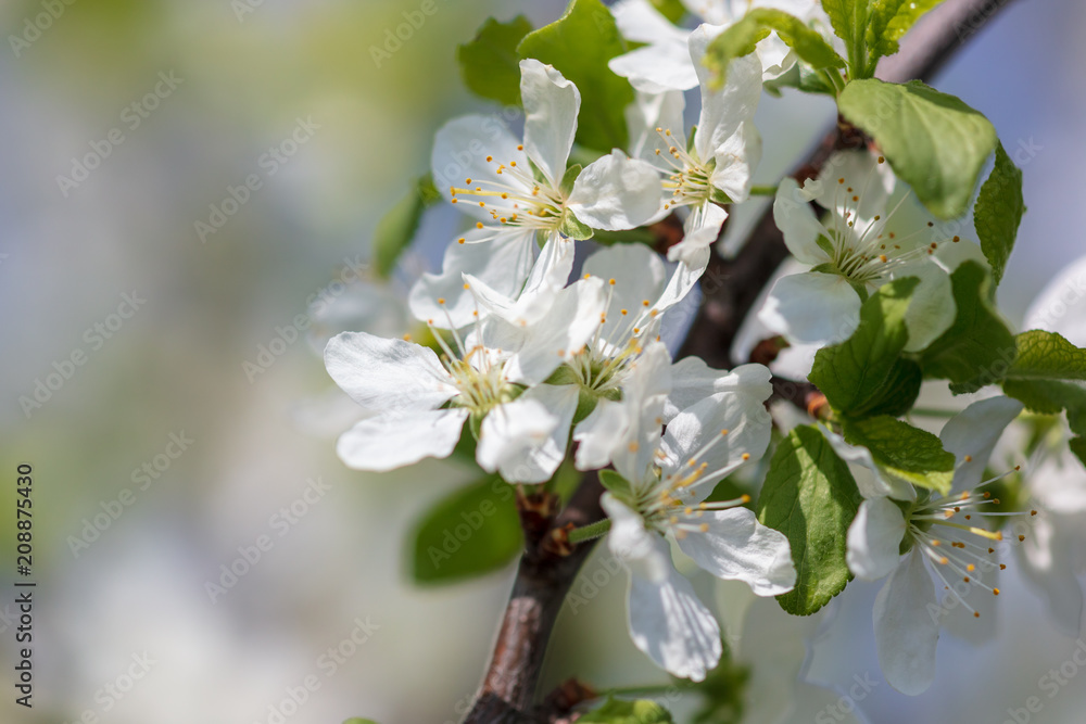 Flowers on the branches of a tree in the nature