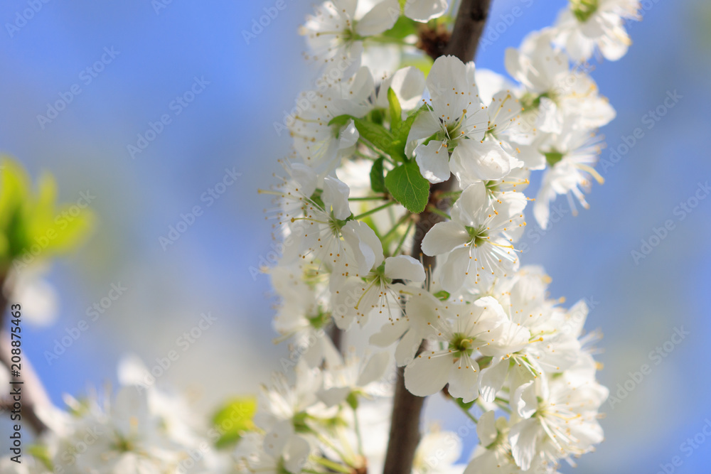 Flowers on the branches of a tree in the nature Flowers on the branches of a tree in the nature