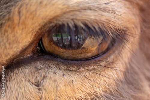 The eye of a deer as a background