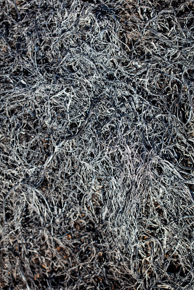 Black burned grass on the ground as an abstract background Black burned grass on the ground as an abstract background