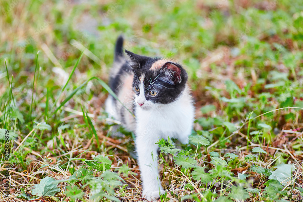 The three-colored kitten sitting in the grass and looking sideways