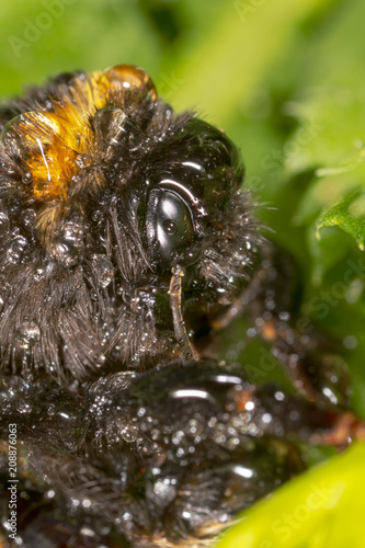 Portrait of a bee on nature photo