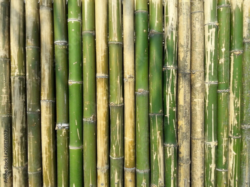 Bamboo fence background.