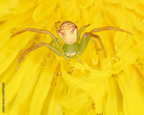 A spider on a yellow dandelion flower
