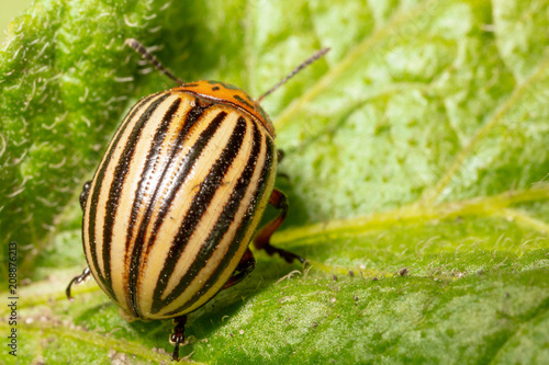 Colorado beetle on the leaves of potatoes © schankz