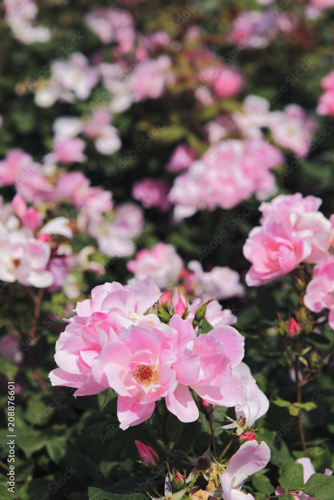 Fototapeta premium Ushing szczotkowanie nokautu