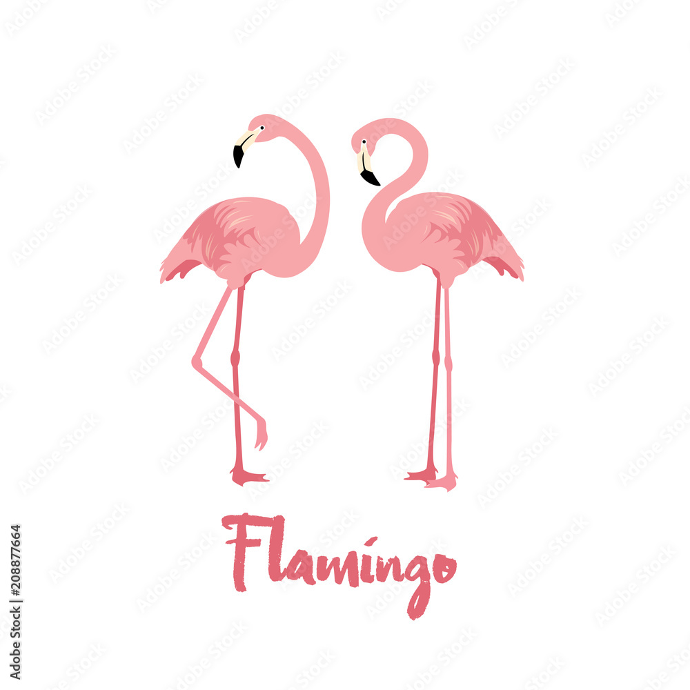 Obraz premium Pink Flamingo birds on white background