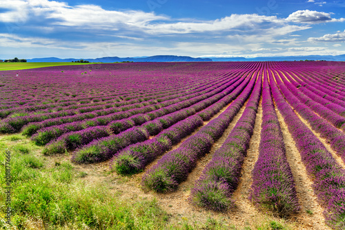 Endless lavender fields in Valensole, Provance, France