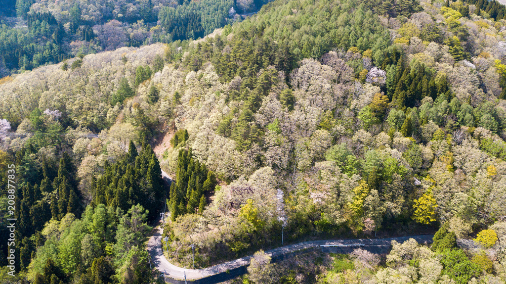 aerial view looking down into forest