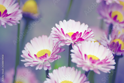 A lot of pink daisies  