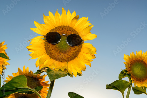 Fototapeta Naklejka Na Ścianę i Meble -  Sunflower with sunglasses