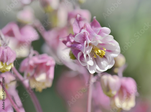 close on beautiful white and pink columbine blooming in a garden 