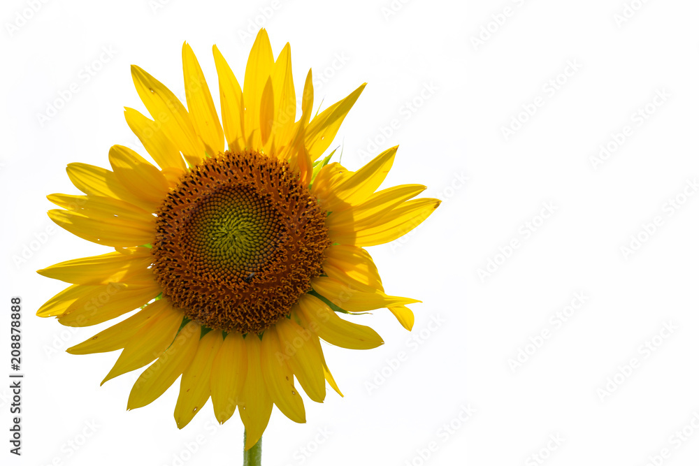 Sunflower isolated on white background Sunflower isolated on white background