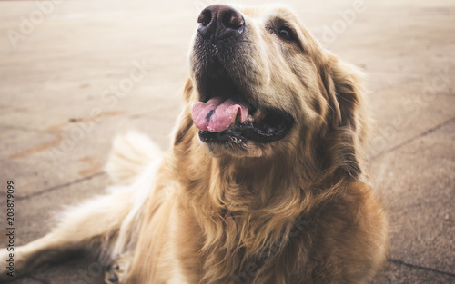 Canis familiaris 2