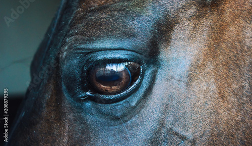 Eye of a horse on a dark background
