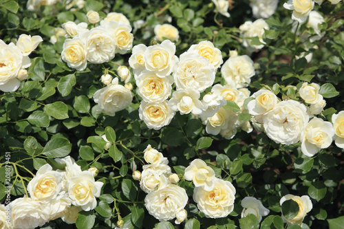 薔薇　バニラボニカ　埼玉県　伊奈町　日本