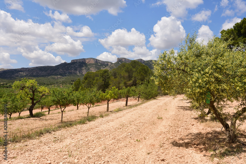 landscape of cultivation of fruit trees in the region of Terra Alta,.near Pinell de Brai, Tarrgona province, Catalonia, Spain landscape of cultivation of fruit trees in the region of Terra Alta,.near Pinell de Brai, Tarrgona province, Catalonia, Spain
