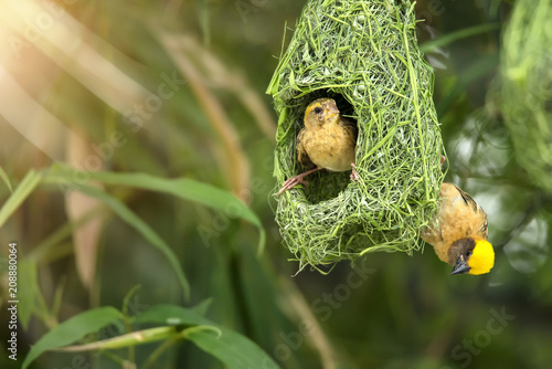 Photography Nature of Wildlife - Weaver Birds in the Nest Hanging on Bamboo Tree in the Fore