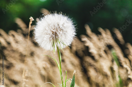 Fototapeta Naklejka Na Ścianę i Meble -  Large field dandelion on blurred background