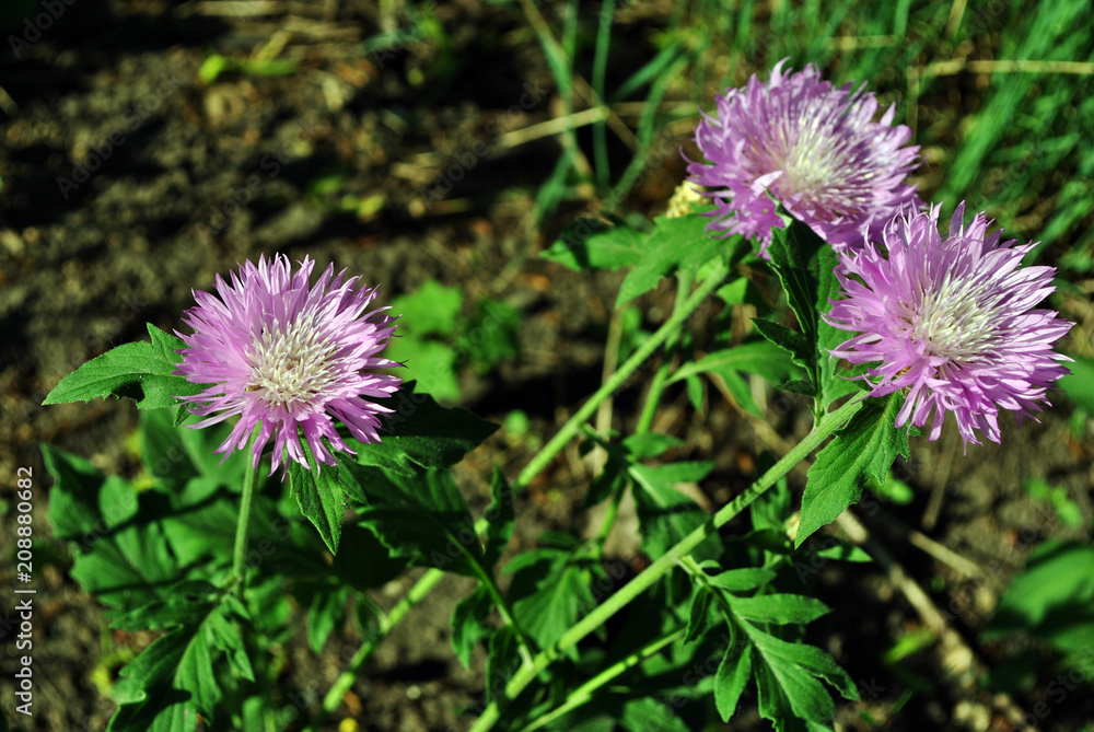 Centaurea jacea (brown knapweed or brownray knapweed) flowers, soil and grass background Centaurea jacea (brown knapweed or brownray knapweed) flowers, soil and grass background