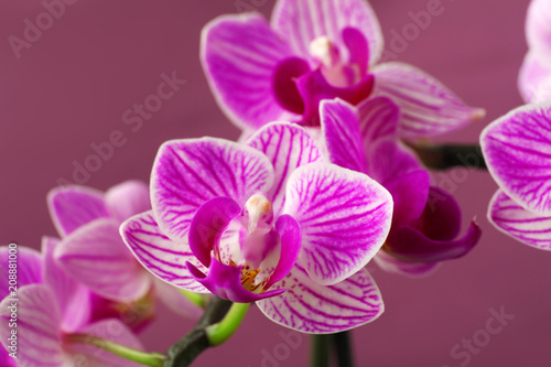 Beautiful orchid flowers on color background  closeup