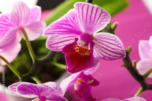 Beautiful orchid flowers on color background  closeup