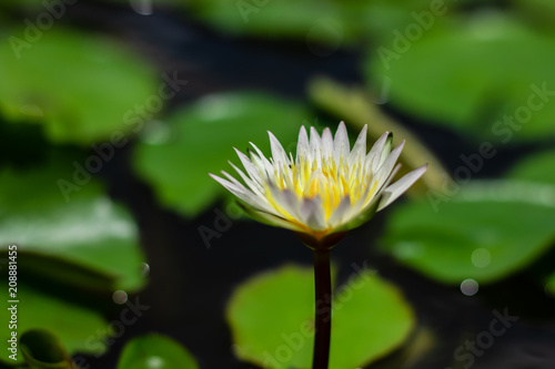 Lotus flower in pond