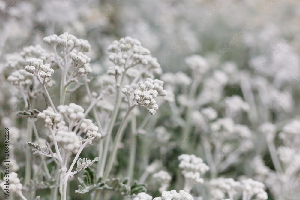 Silvery fluffy buds of cineraria growing in the garden. Silvery fluffy buds of cineraria growing in the garden.