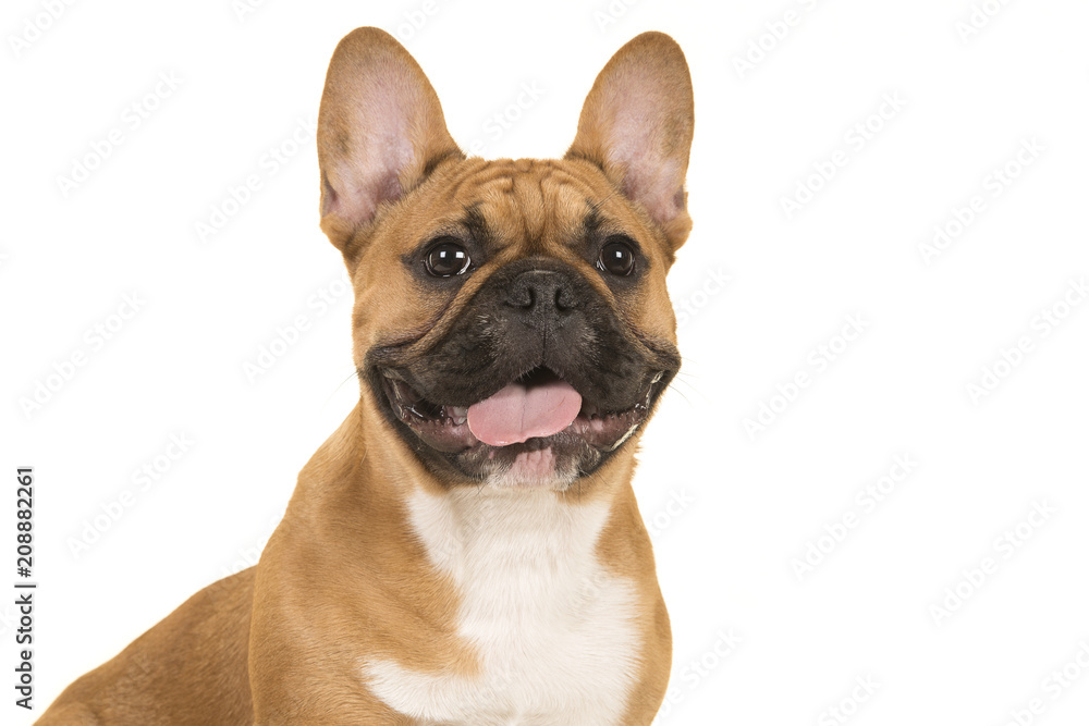 Portrait of a french bulldog smiling with mouth open isolated on a white background