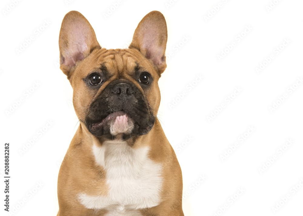 Portrait of a french bulldog looking away isolated on a white background